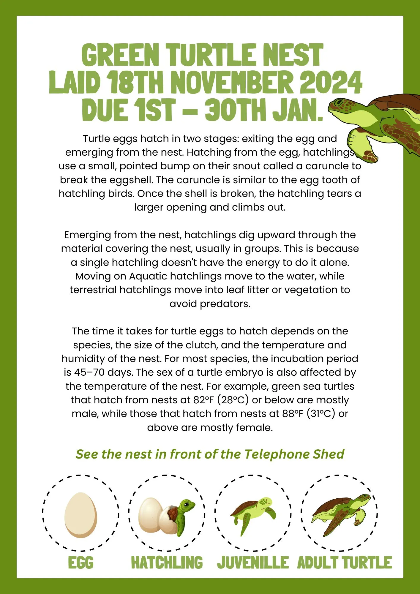 The eggs in the green turtle nest laid on 18 November 2024