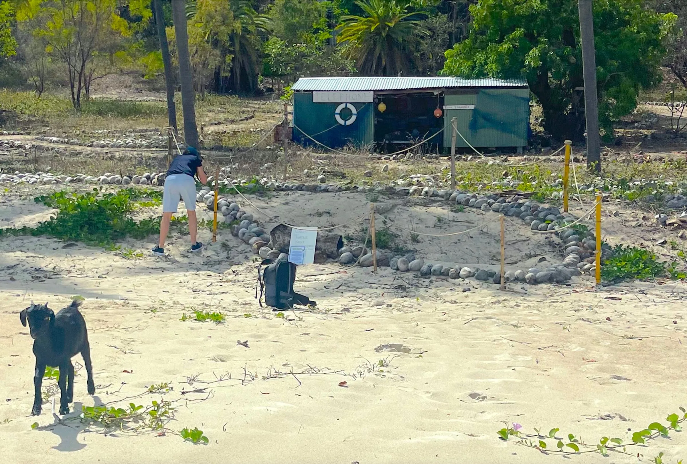 Protective barrier around the green turtle nest at West Bay. Please keep dogs away.